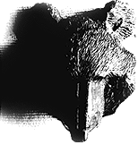 kuma